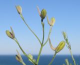 Delphinium paniculatum