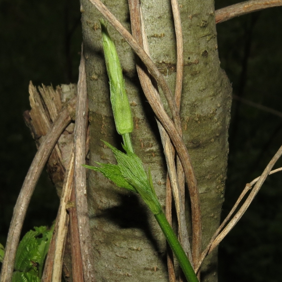 Image of Humulus lupulus specimen.