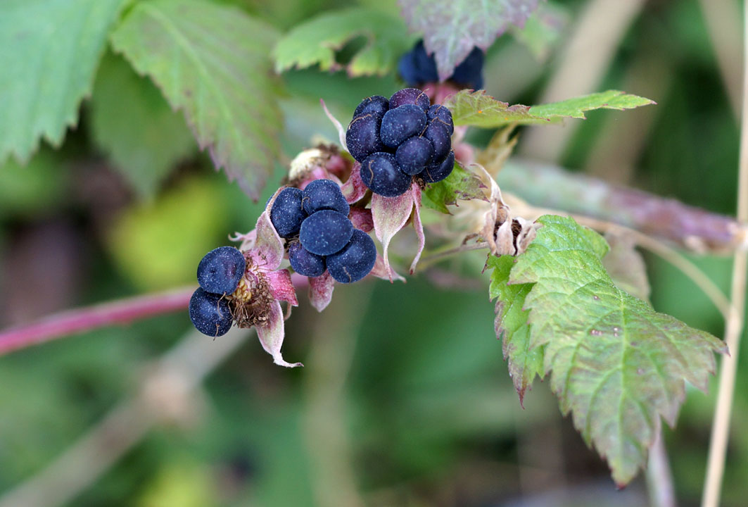 Image of Rubus caesius specimen.