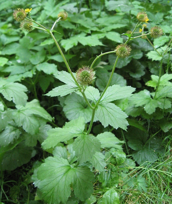 Изображение особи Geum macrophyllum.