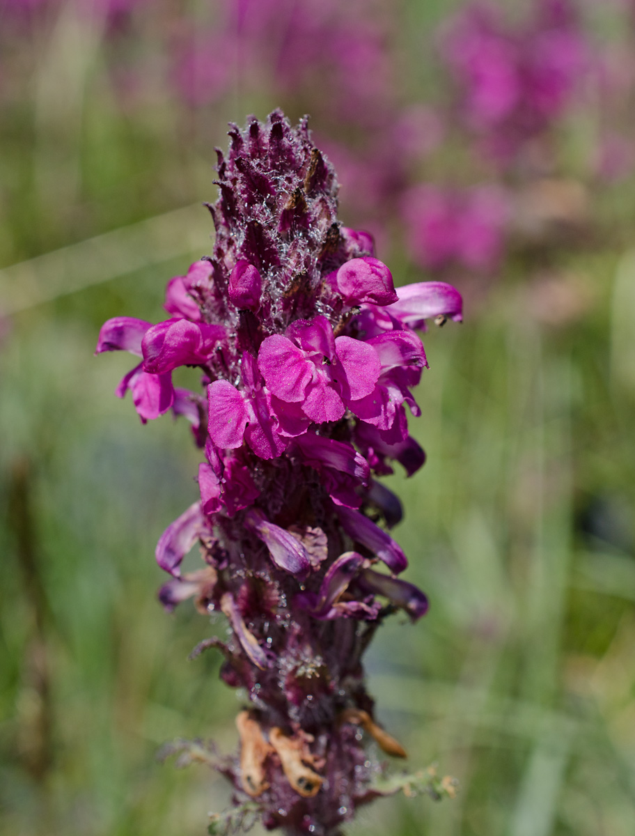 Image of Pedicularis moschata specimen.