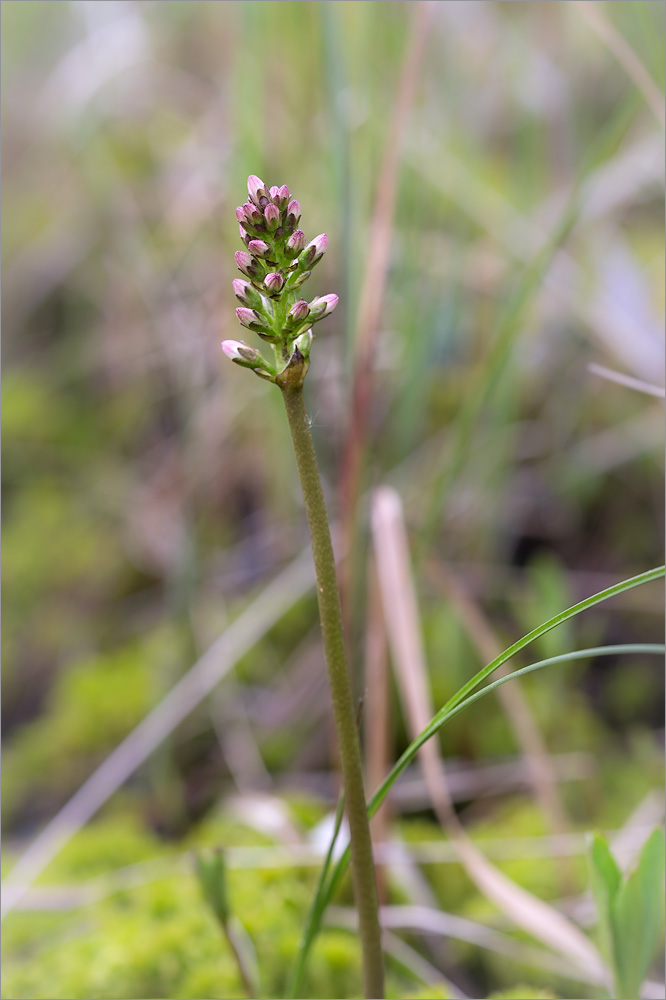 Image of Menyanthes trifoliata specimen.