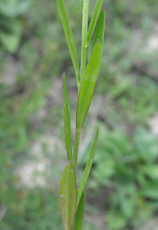 Изображение особи Polygala cretacea.