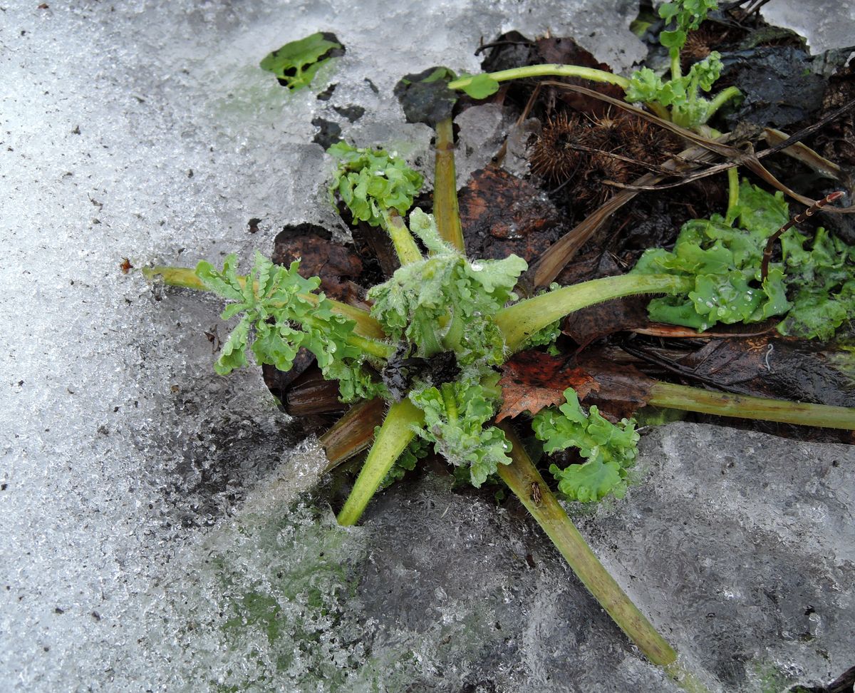 Image of Chelidonium majus specimen.