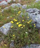 genus Hieracium. Куртина цветущих и плодоносящих растений. Кольский п-ов, Восточный Мурман, Дальние Зеленцы, под северным холодным и сырым склоном. 24.08.2015.