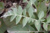 Psephellus declinatus variety albus