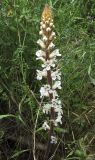 Orobanche crenata