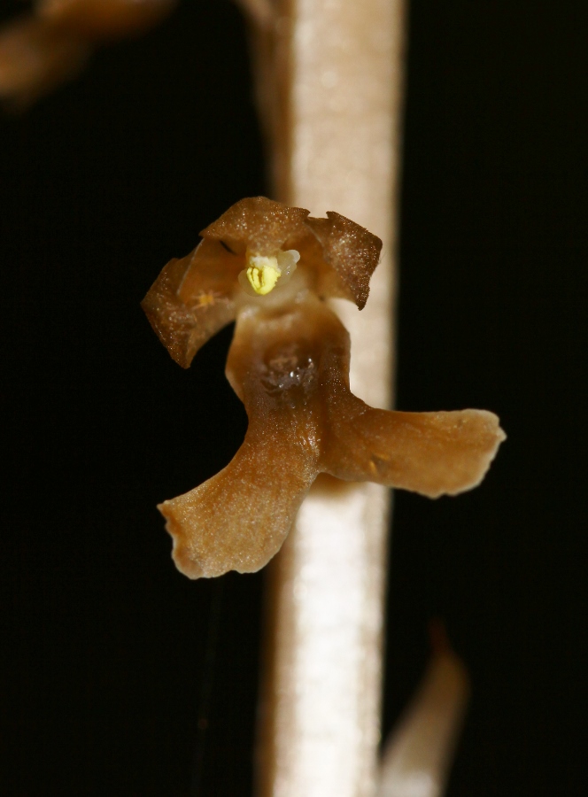 Image of Neottia papilligera specimen.