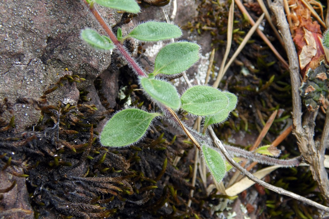 Изображение особи род Thymus.