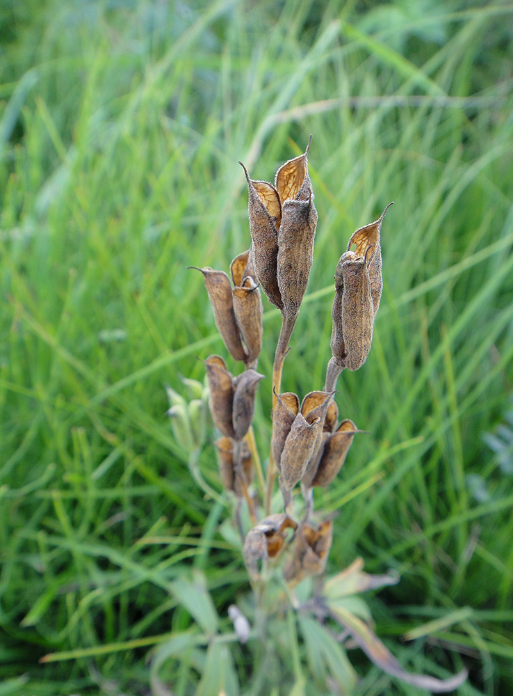 Изображение особи Delphinium cheilanthum.