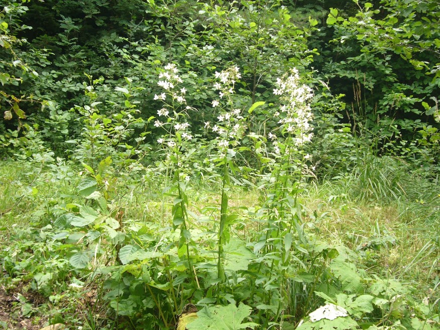 Image of Gadellia lactiflora specimen.