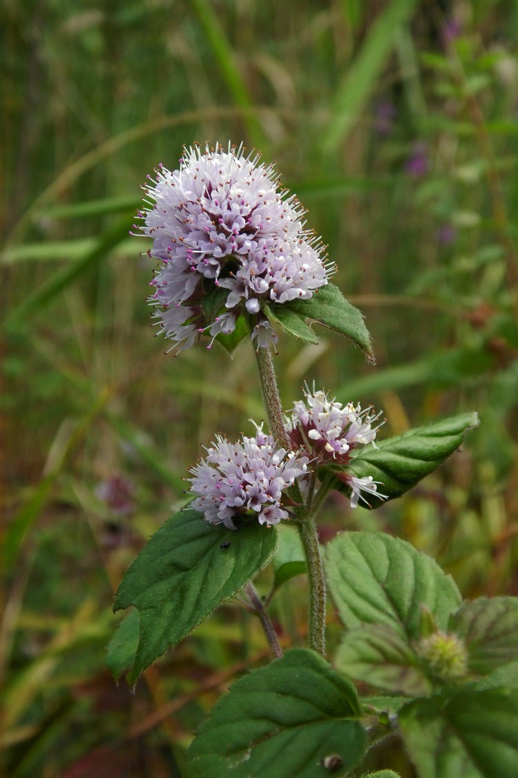 Изображение особи Mentha aquatica.