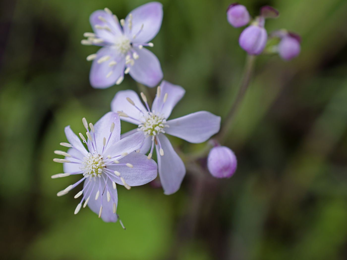 Image of Thalictrum rotundifolium specimen.