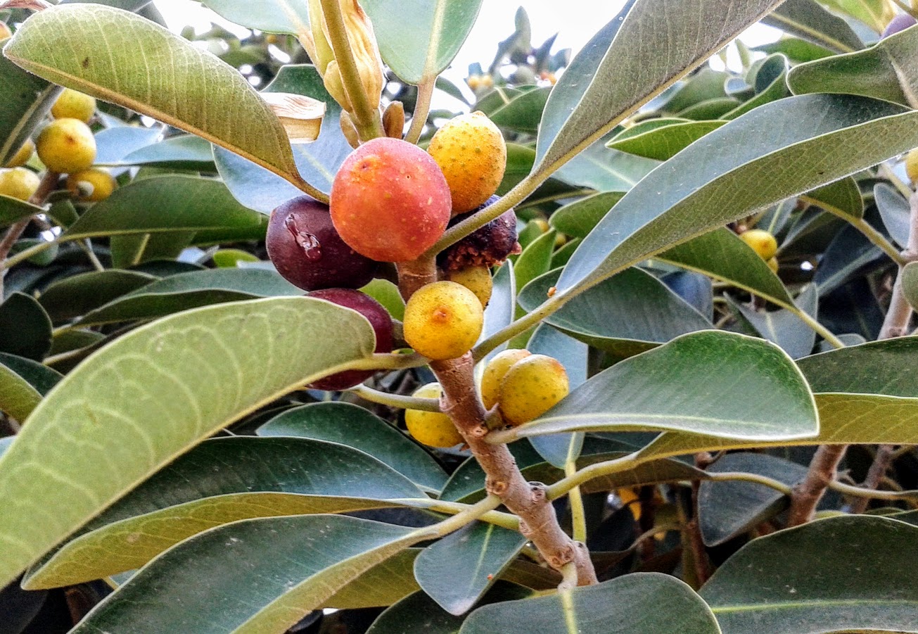 Изображение особи Ficus obliqua.