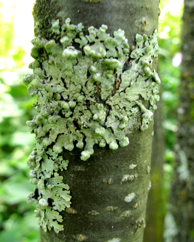 Image of Myelochroa sibirica specimen.