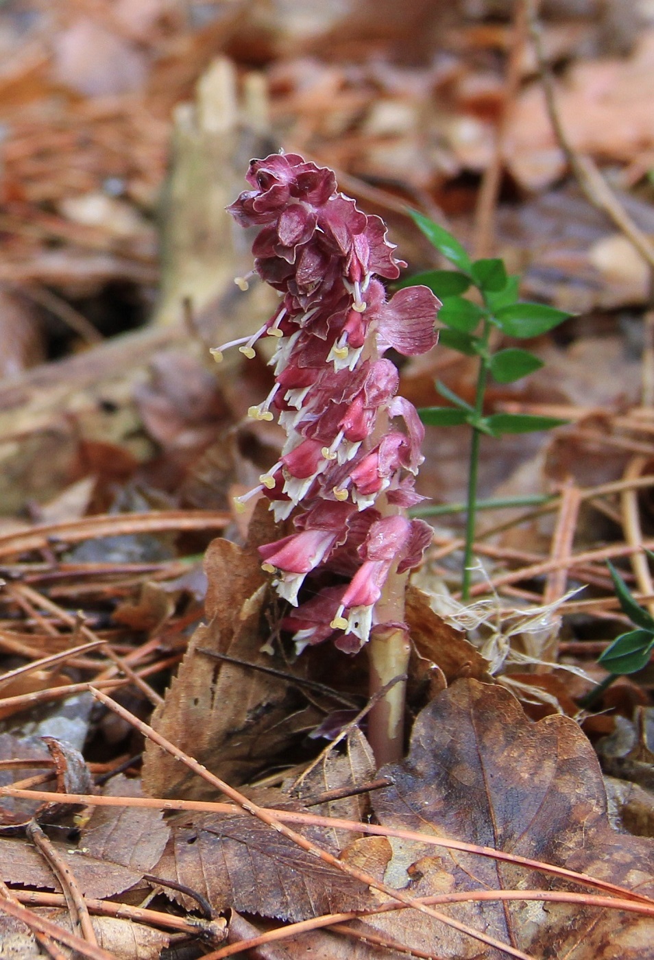 Image of Lathraea squamaria specimen.