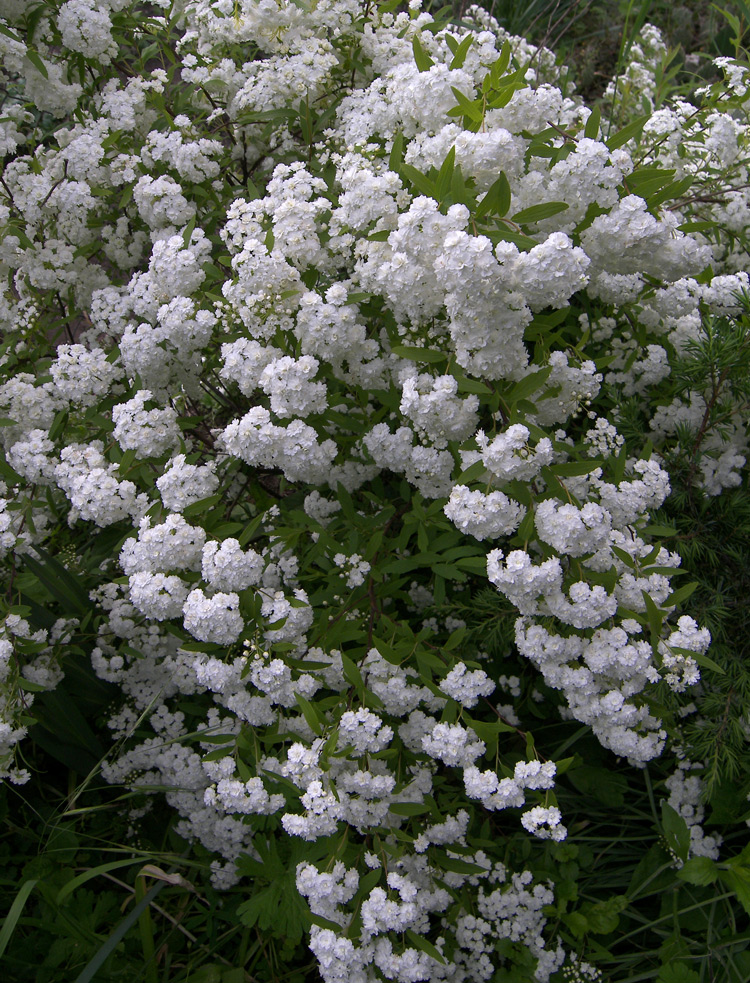 Изображение особи Spiraea cantoniensis.