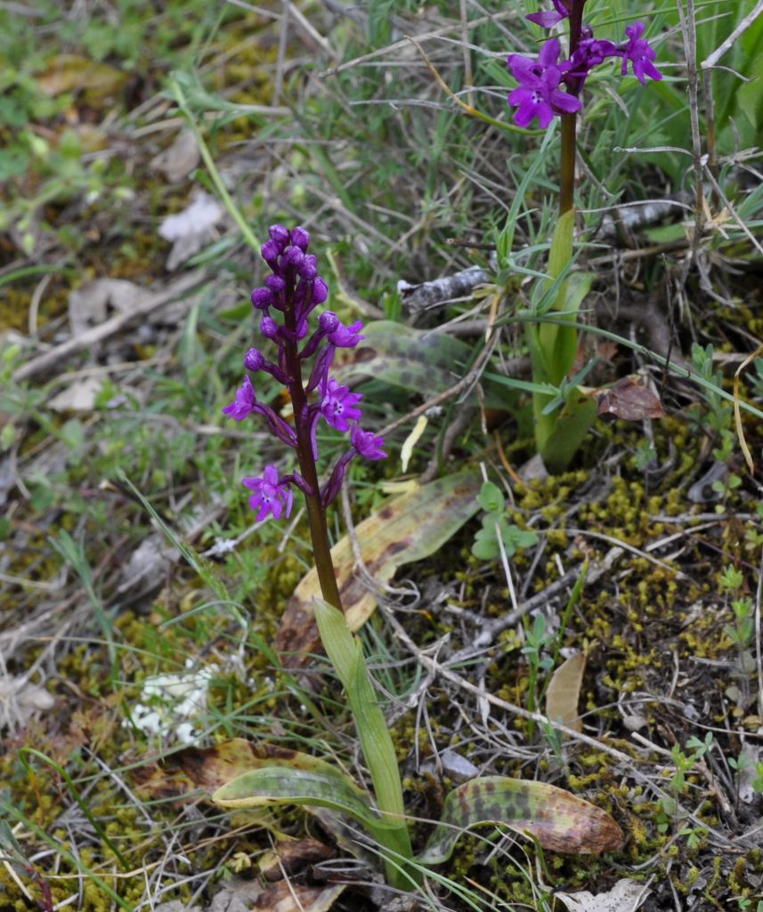 Image of Orchis quadripunctata specimen.