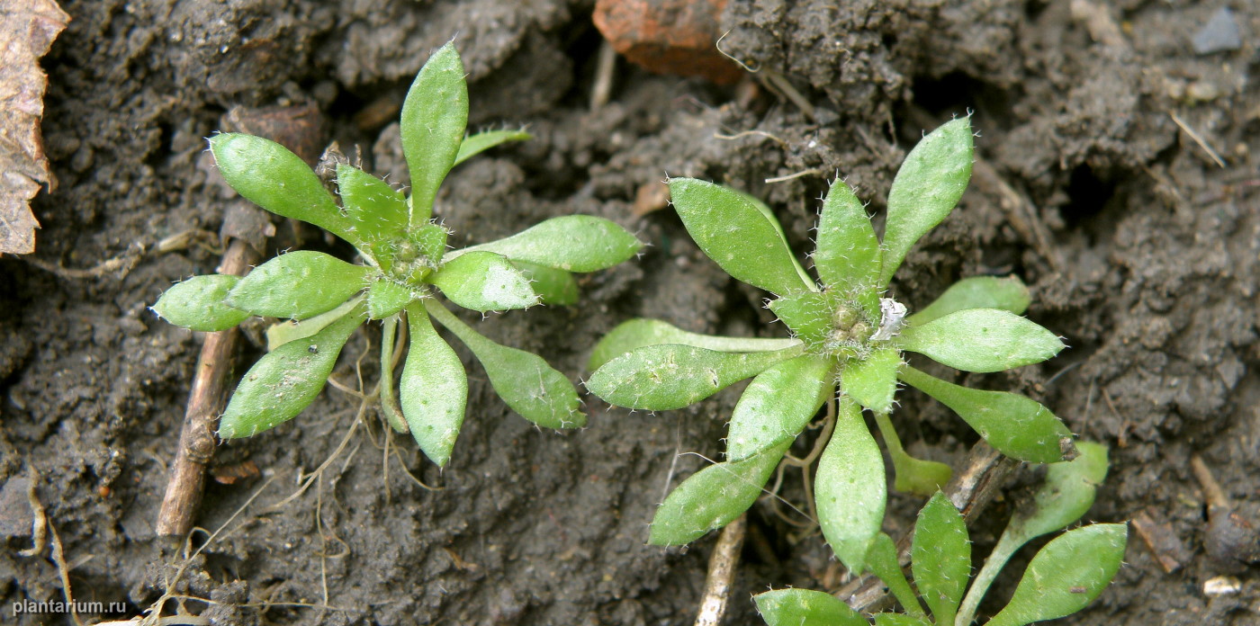 Изображение особи Erophila verna.