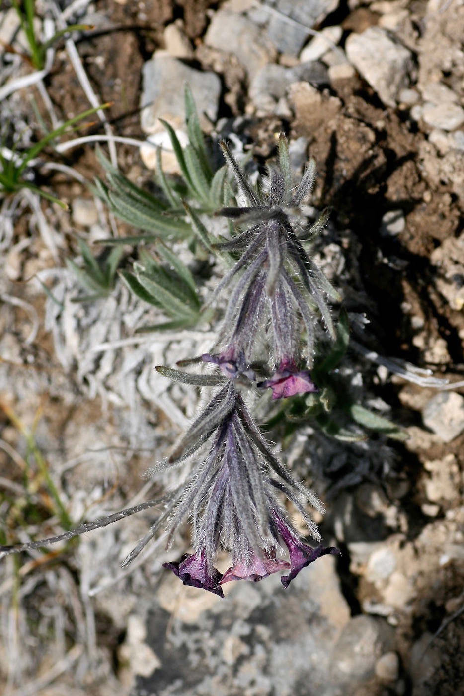 Image of Macrotomia euchroma specimen.