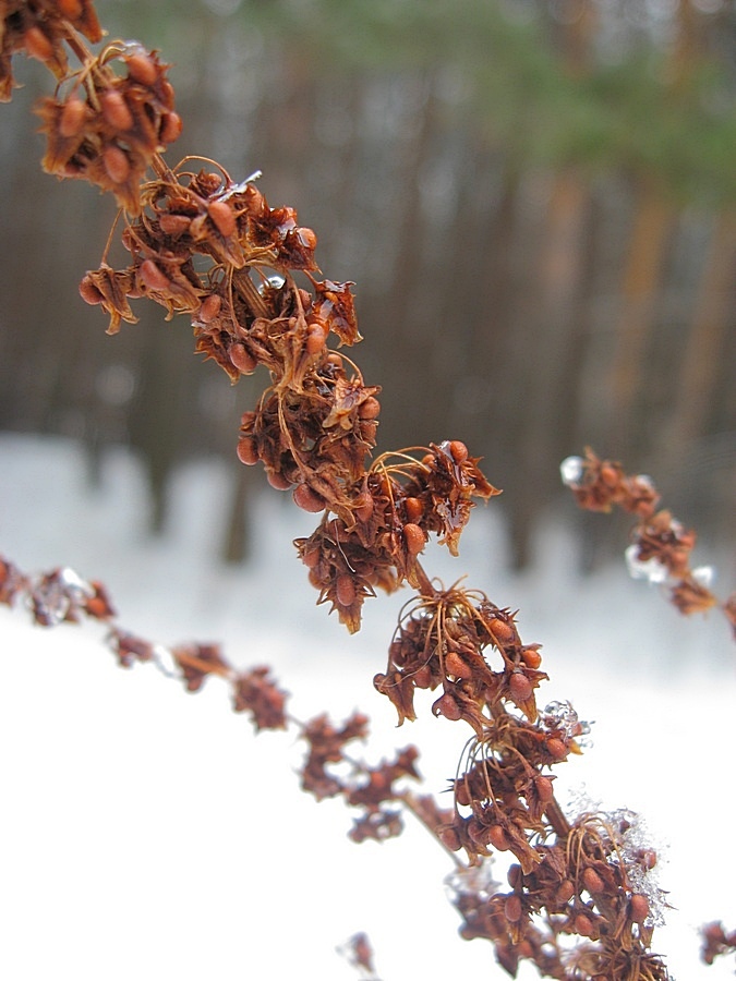 Image of Rumex obtusifolius specimen.