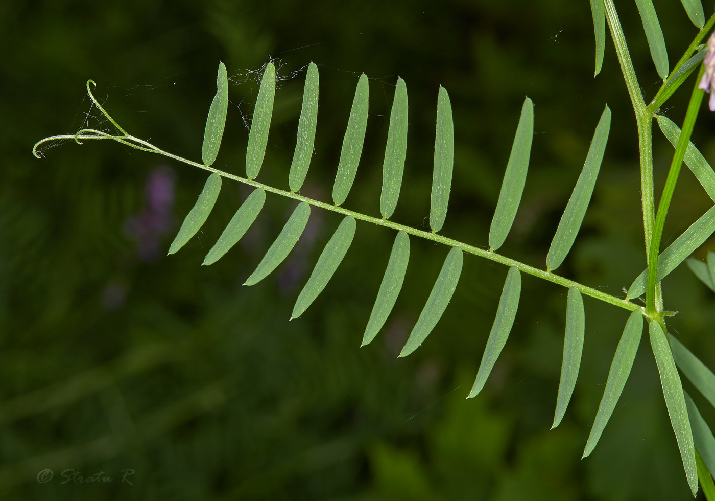 Image of Vicia tenuifolia specimen.