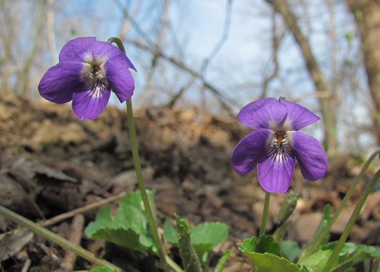 Изображение особи Viola dehnhardtii.