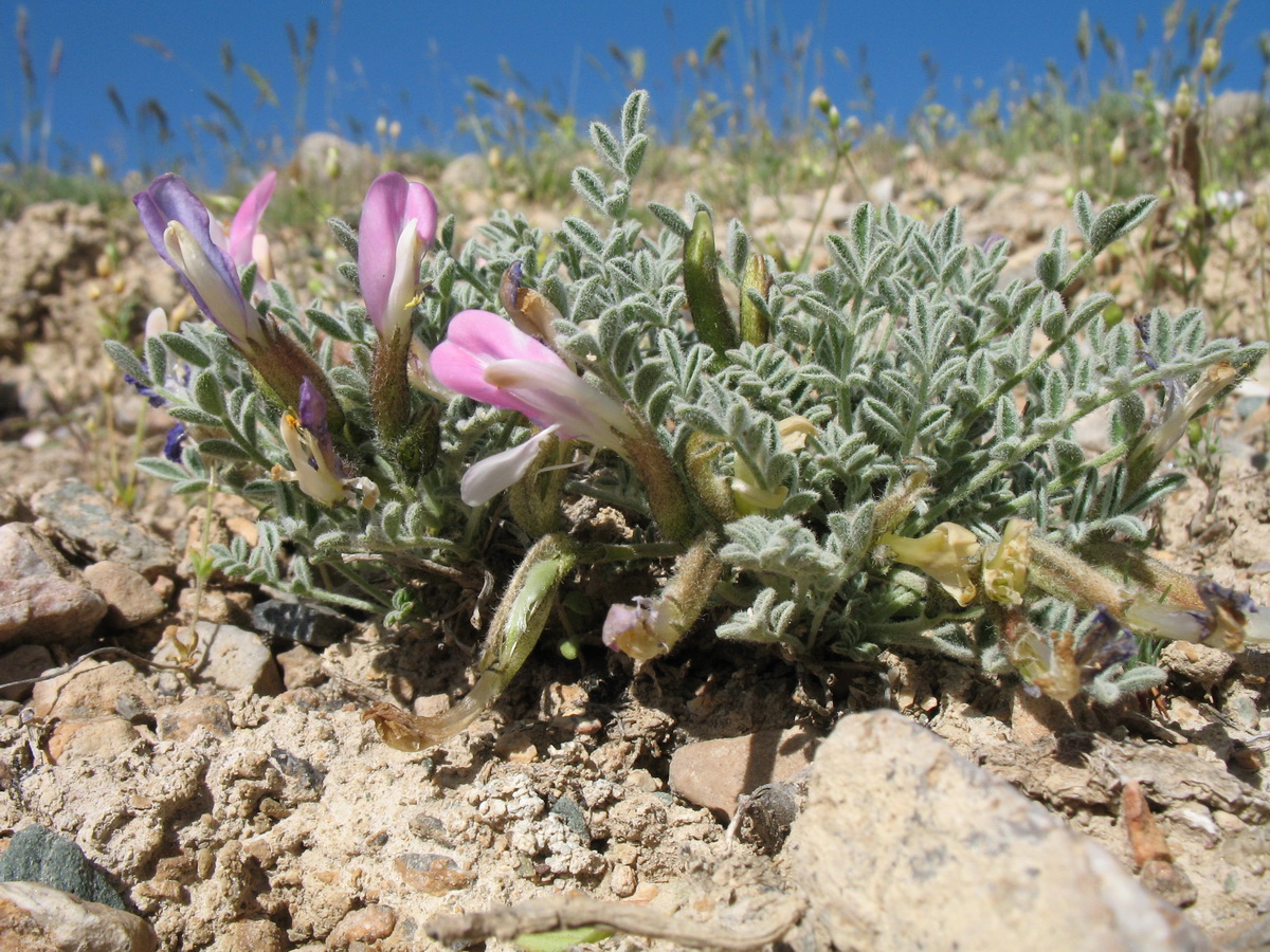 Изображение особи Astragalus pallasii.