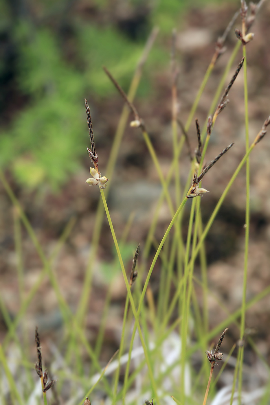 Image of Carex vanheurckii specimen.