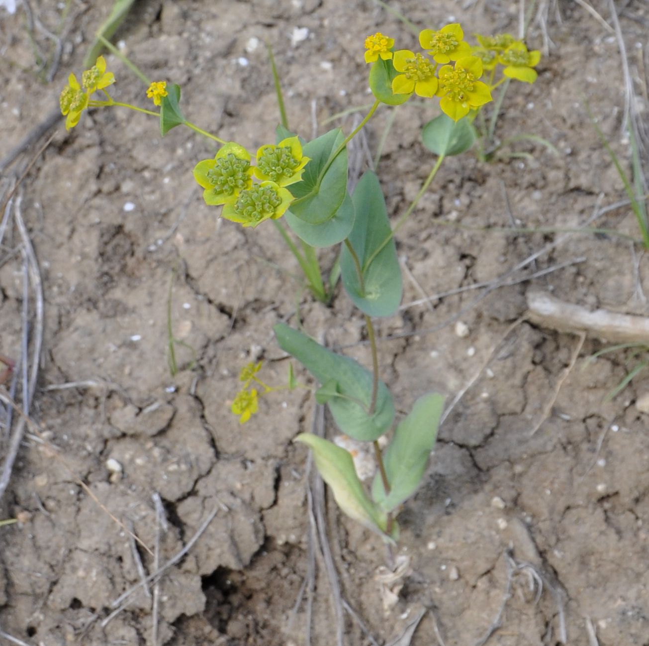 Image of Bupleurum subovatum specimen.