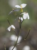 Arabis caucasica. Верхушка соцветия с завязавшимися плодами. Мурманск, МАГУ, в культуре на клумбе. 01.07.2017.