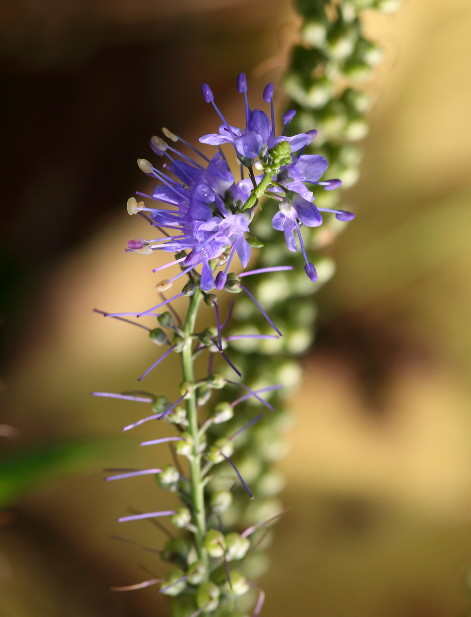 Image of Veronica longifolia specimen.