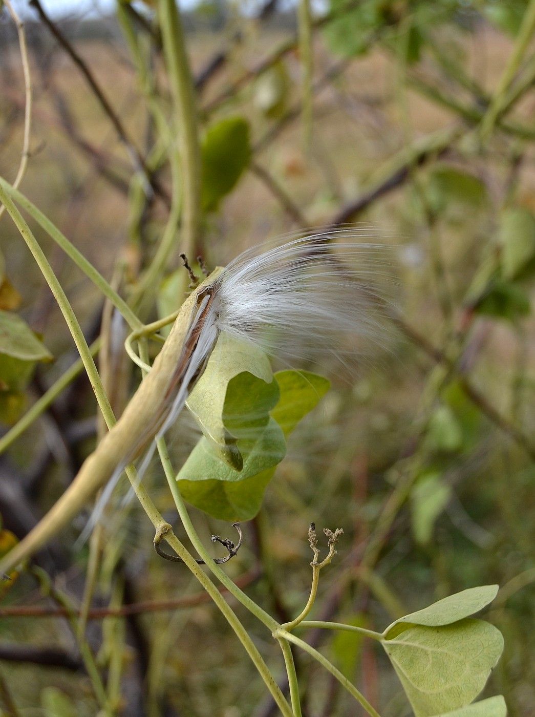 Image of Cynanchum acutum specimen.