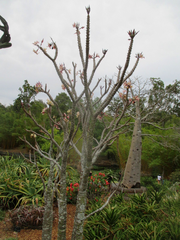 Изображение особи Pachypodium rutenbergianum.