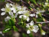 Cerasus fruticosa. Ветвь с цветками. Республика Татарстан, г. Бавлы. 06.05.2010.