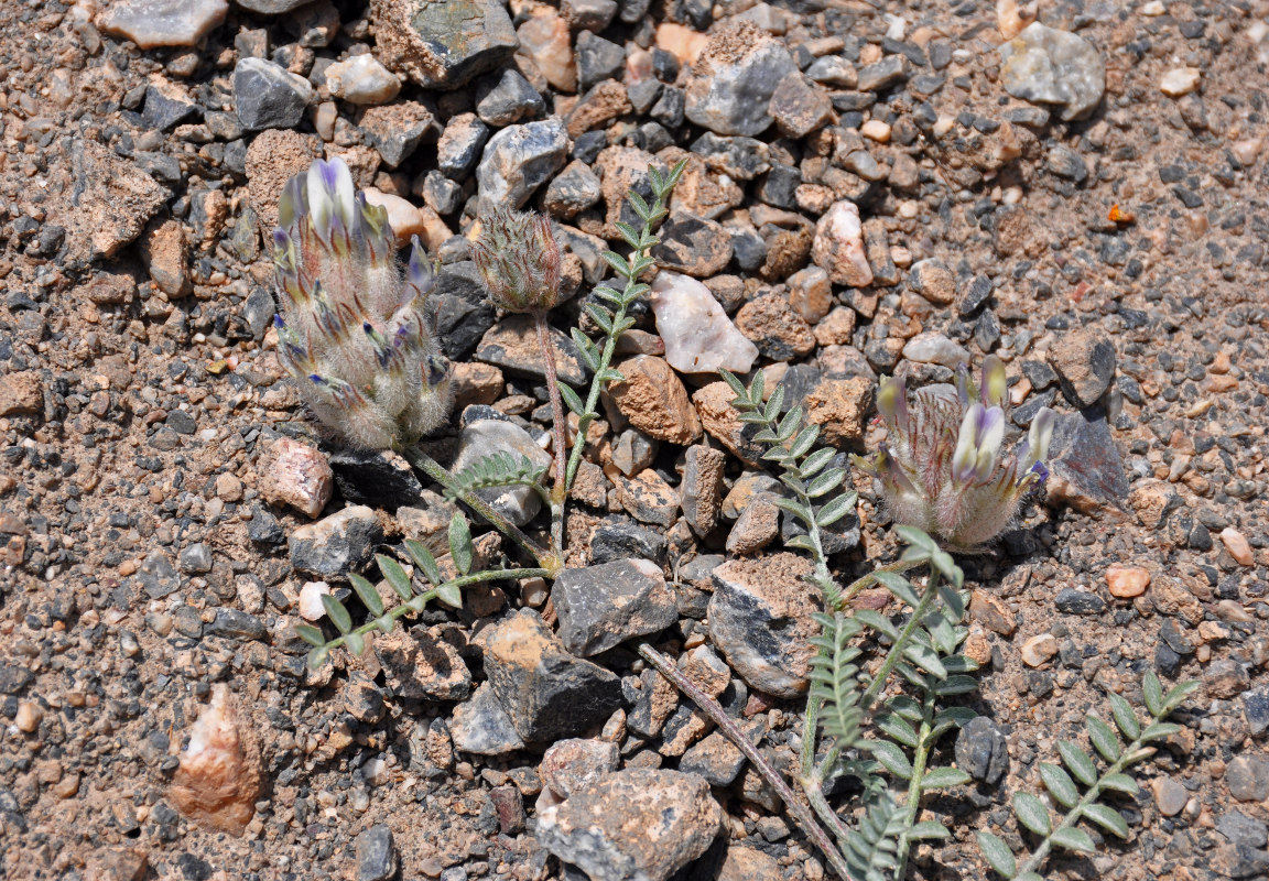 Image of Astragalus nivalis specimen.