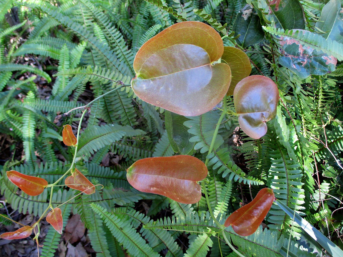 Image of Smilax australis specimen.