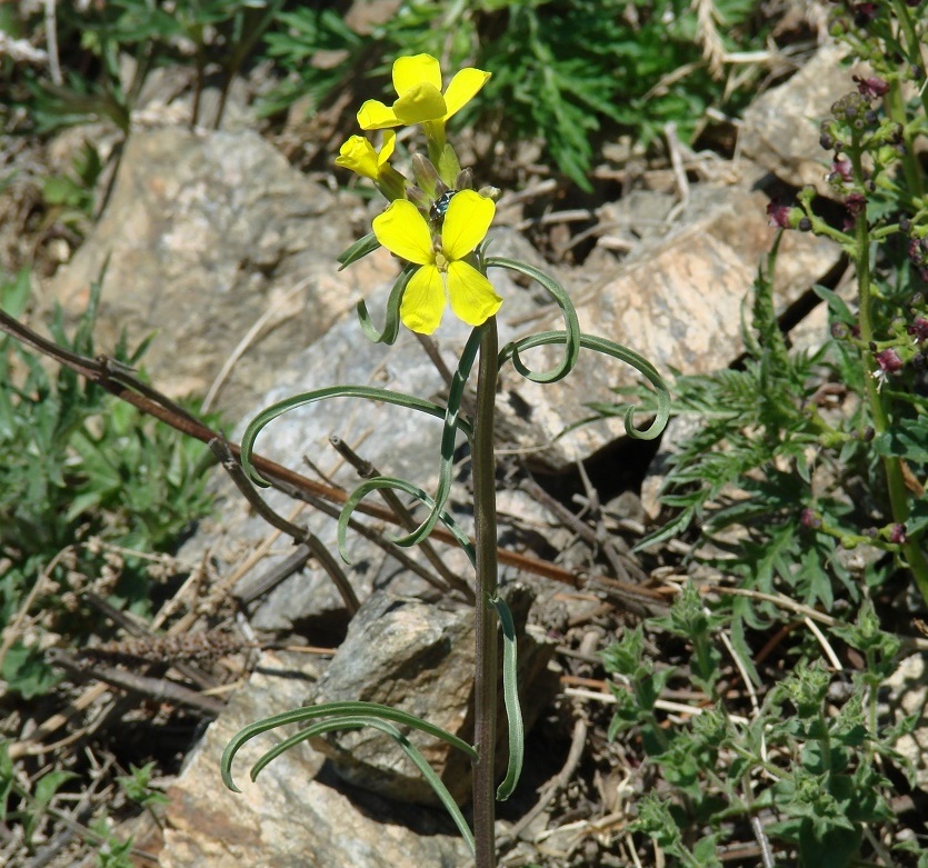 Image of Erysimum flavum specimen.