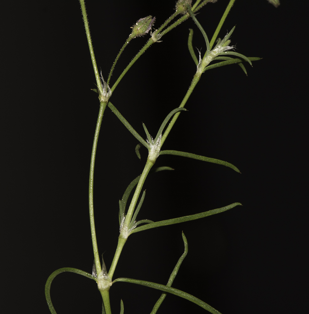 Image of Spergularia fimbriata specimen.