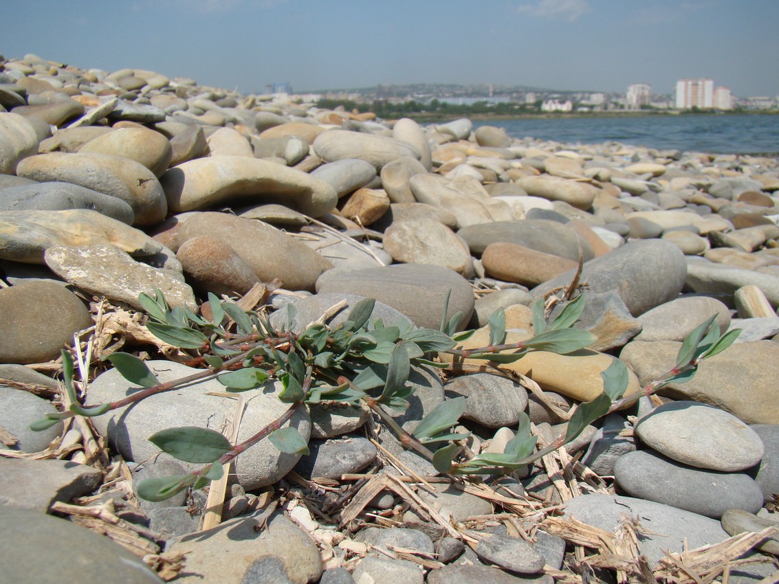 Image of Polygonum euxinum specimen.