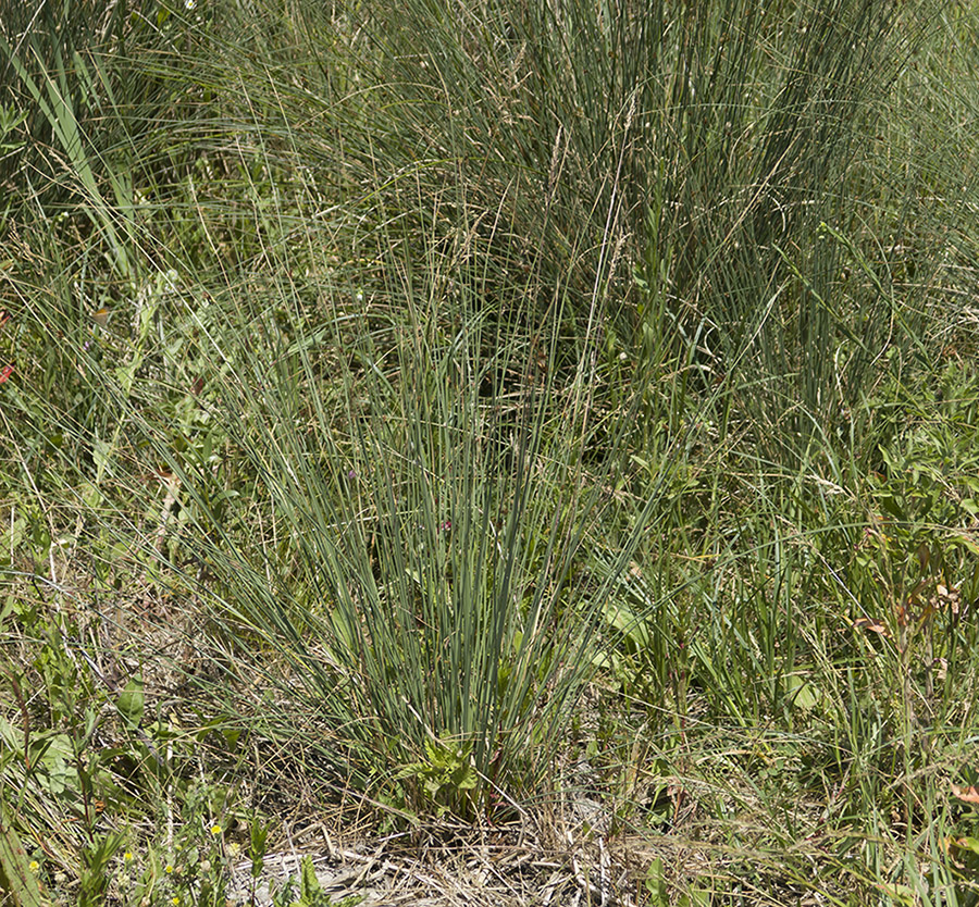 Image of Juncus inflexus specimen.