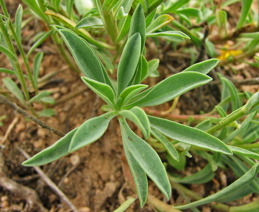 Image of Linum czernjajevii specimen.