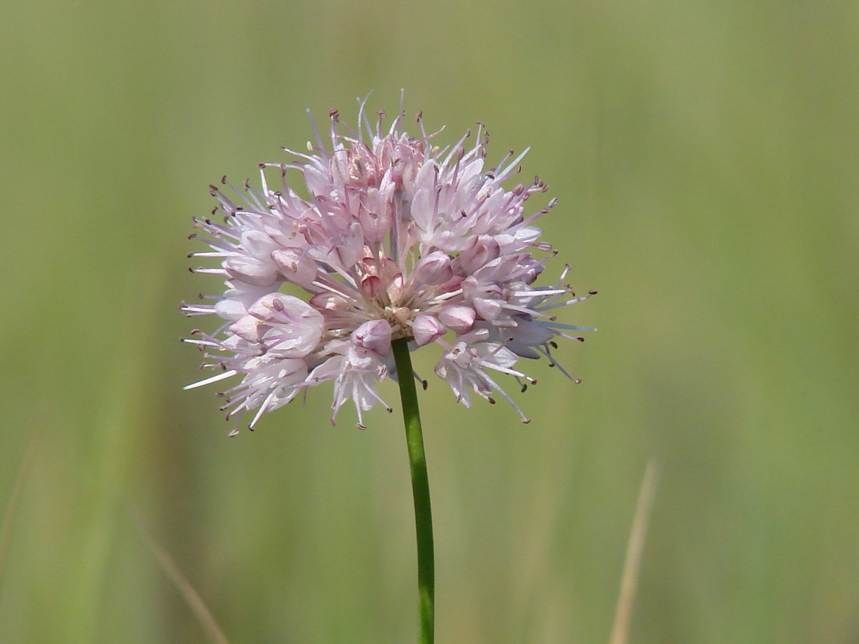 Image of Allium splendens specimen.