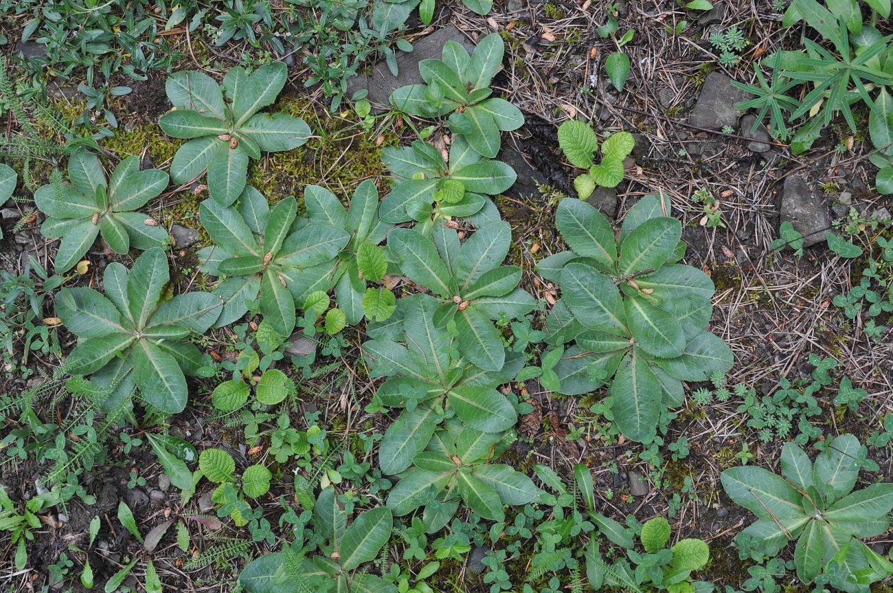 Image of Trommsdorffia maculata specimen.