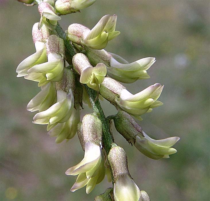 Image of Astragalus falcatus specimen.