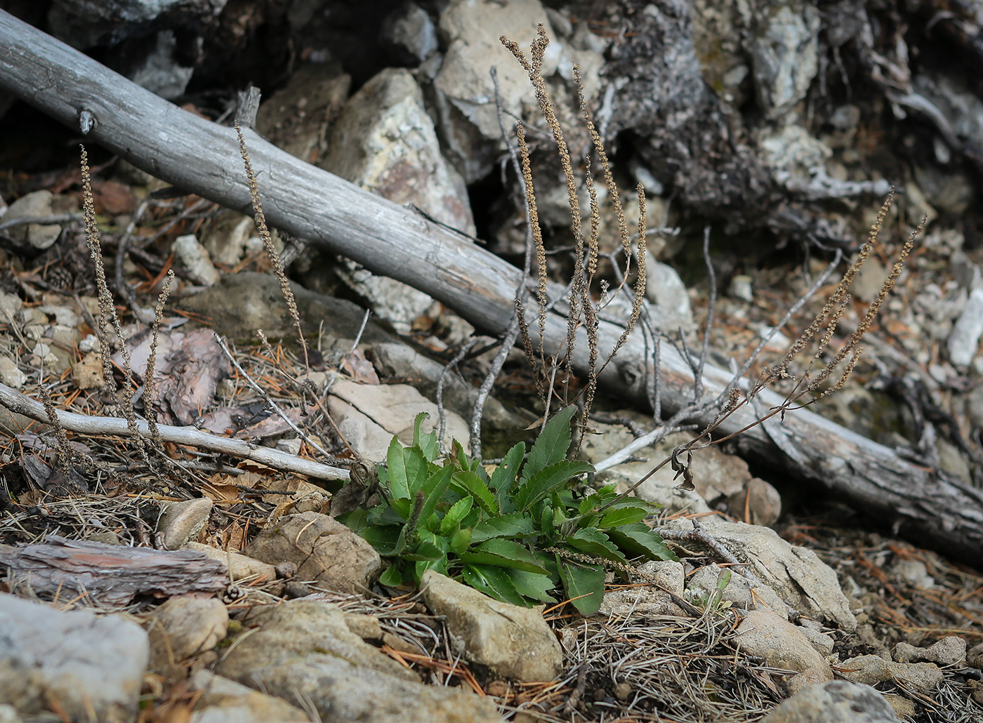 Image of Veronica spicata specimen.