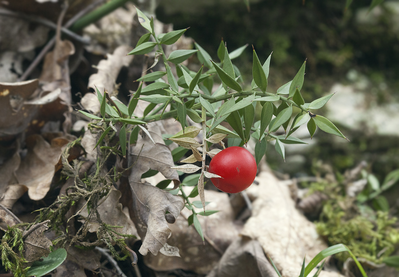 Изображение особи Ruscus aculeatus.