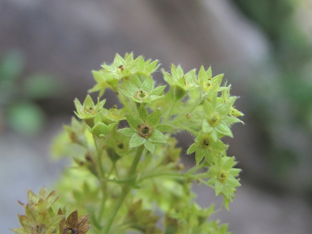 Image of Alchemilla orthotricha specimen.