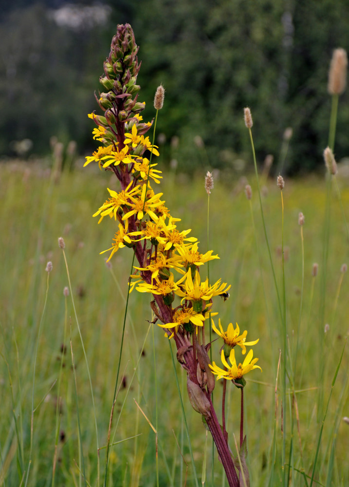 Image of Ligularia sibirica specimen.