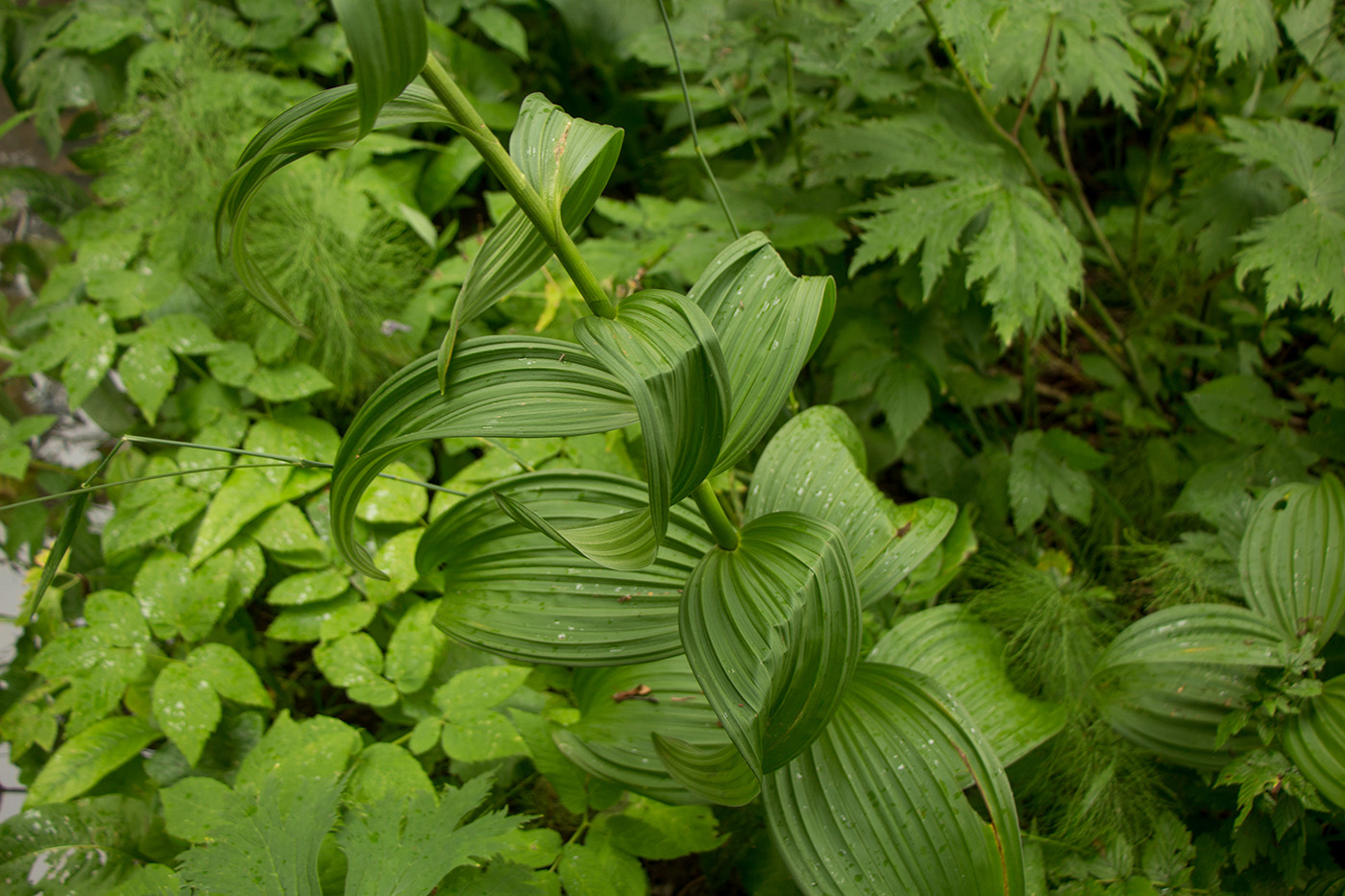 Image of Veratrum lobelianum specimen.